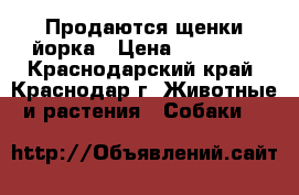 Продаются щенки йорка › Цена ­ 15 000 - Краснодарский край, Краснодар г. Животные и растения » Собаки   